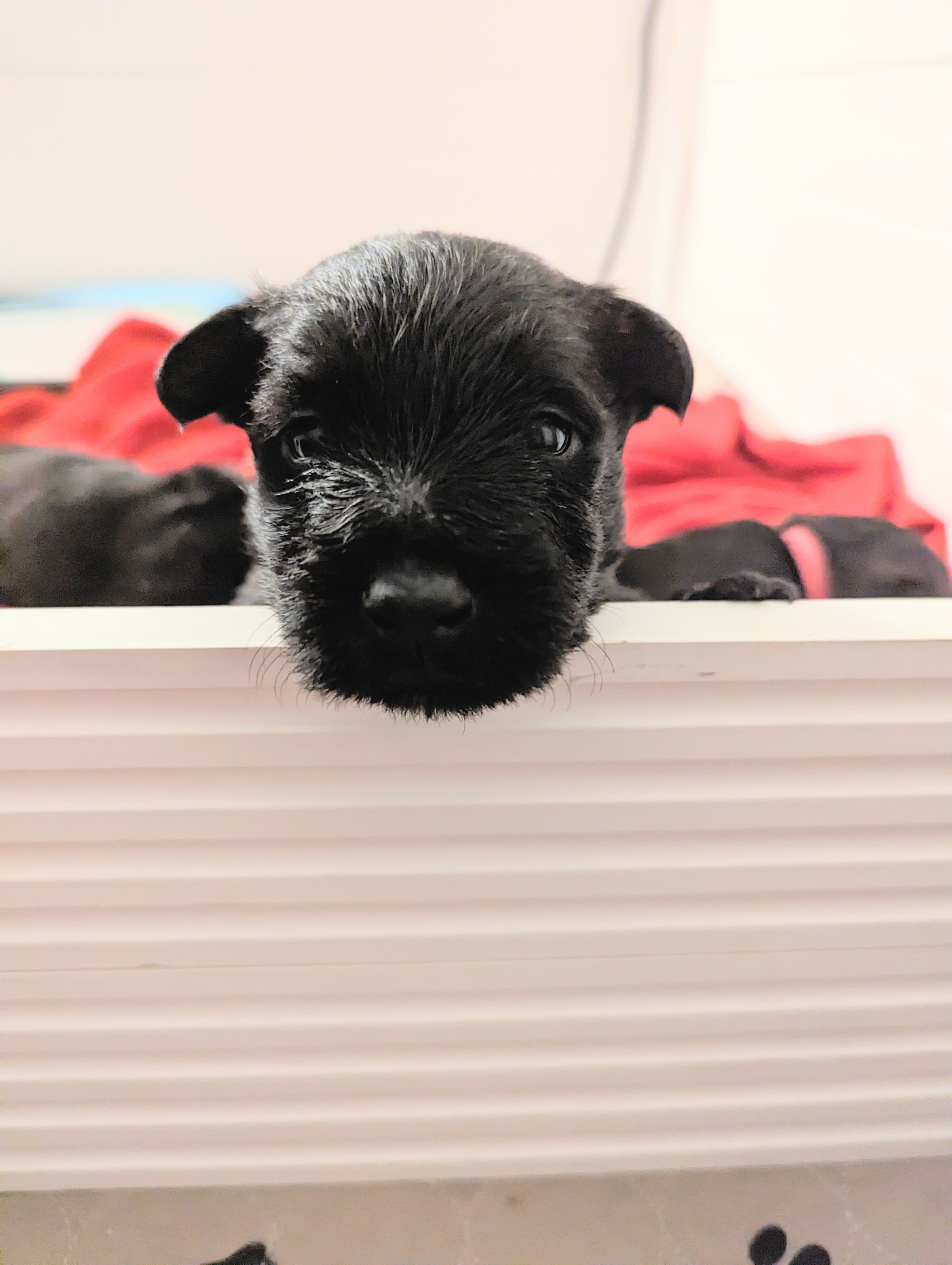 Potty training three week old puppies is it possible dupplin scotties